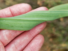Asphodelus cerasiferus