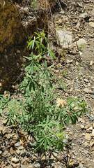 Lupinus altimontanus