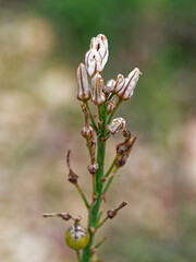Asphodelus cerasiferus