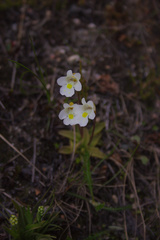 Pinguicula alpina