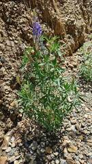 Lupinus altimontanus