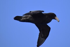 Macronectes giganteus