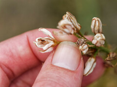 Asphodelus cerasiferus