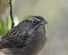 Aimophila notosticta