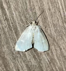 Protodeltote albidula