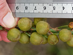 Asphodelus cerasiferus