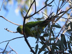 Polytelis swainsonii
