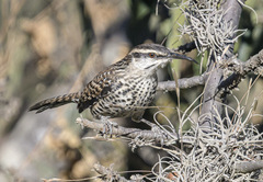 Campylorhynchus jocosus