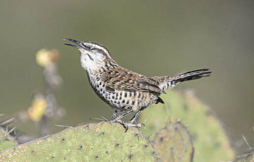 Boucard's Wren