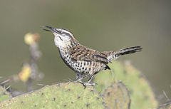 Campylorhynchus jocosus