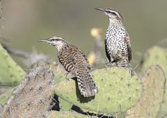 Campylorhynchus jocosus