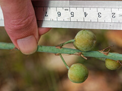 Asphodelus cerasiferus