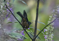 Diglossa baritula