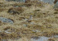 Charadrius morinellus