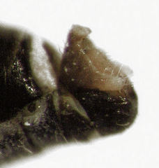 Bactericera cockerelli