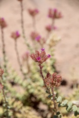 Cistanthe salsoloides