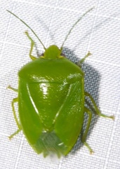 Glaucias amyoti
