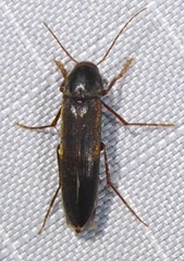 Ctenoplectron