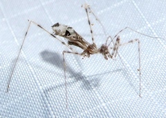 Stenolemus fraterculus