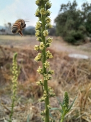 Reseda luteola