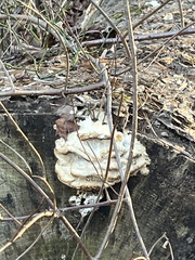 Trametes suaveolens