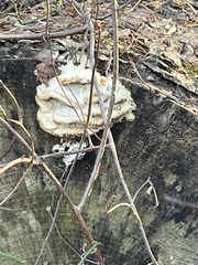 Trametes suaveolens