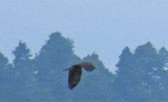 Geranospiza caerulescens