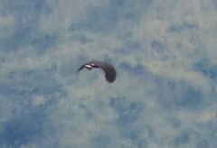 Geranospiza caerulescens