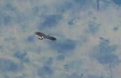 Geranospiza caerulescens