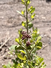 Tessaria absinthioides