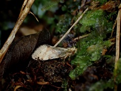 Sabatinca chalcophanes