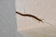 Scolopendra