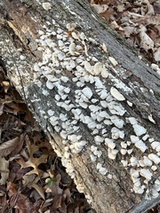 Trichaptum abietinum