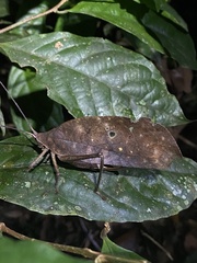 Pterochroza ocellata