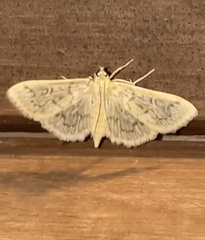 Herpetogramma aquilonalis