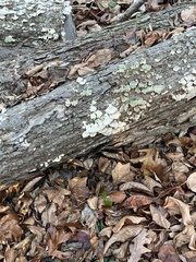 Trichaptum abietinum