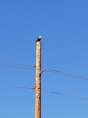 Haliaeetus leucocephalus