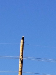 Haliaeetus leucocephalus