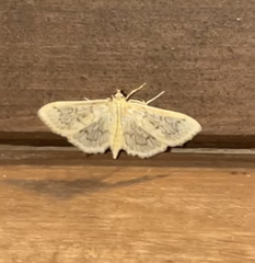 Herpetogramma aquilonalis