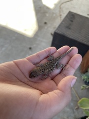 Sceloporus occidentalis