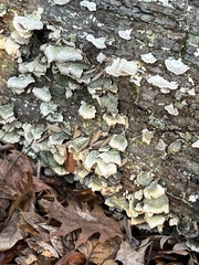 Trichaptum abietinum