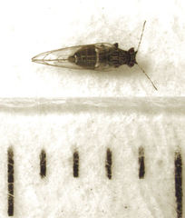 Bactericera cockerelli