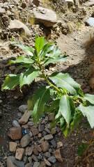 Baccharis pentlandii