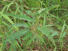 Aeschynomene americana