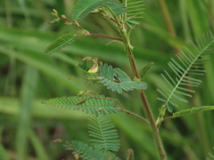 Aeschynomene americana