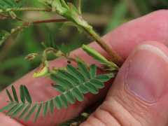 Aeschynomene americana