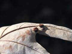 Polystepha symmetrica