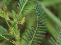 Aeschynomene americana