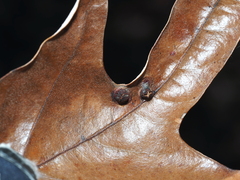 Polystepha symmetrica