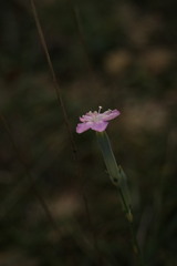 Dianthus caryophyllus